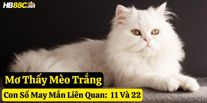 giấc mơ thấy mèo hb88