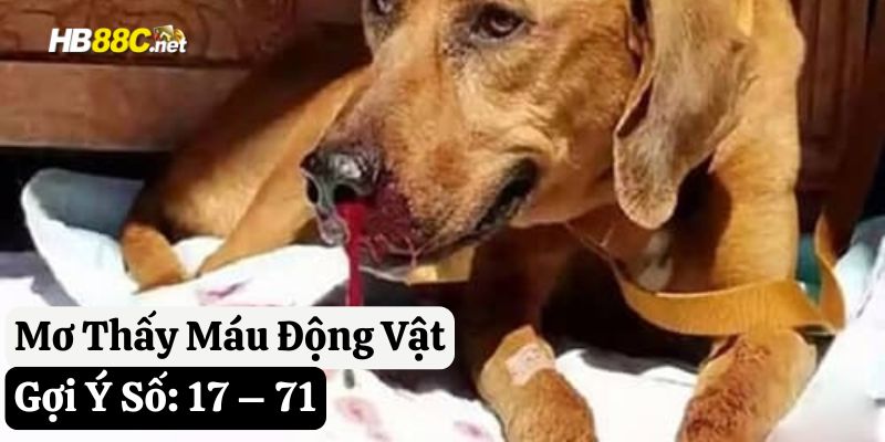 hb88 mơ máu