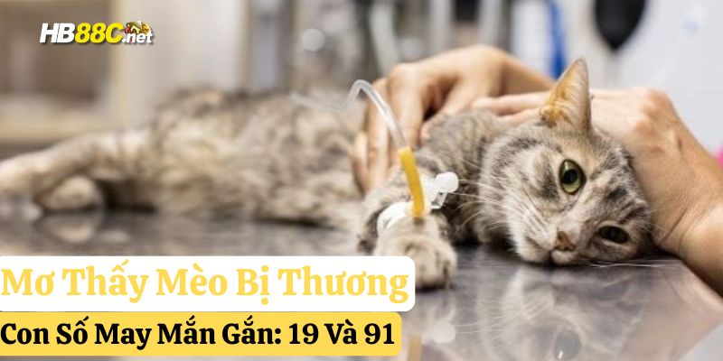 hb88 mơ thấy mèo