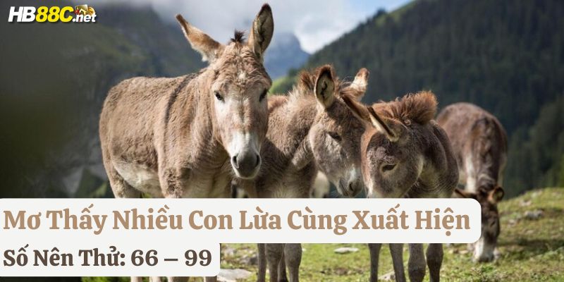 mơ con lừa hb88