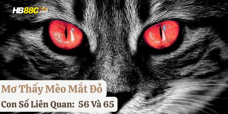 mơ mèo hb88