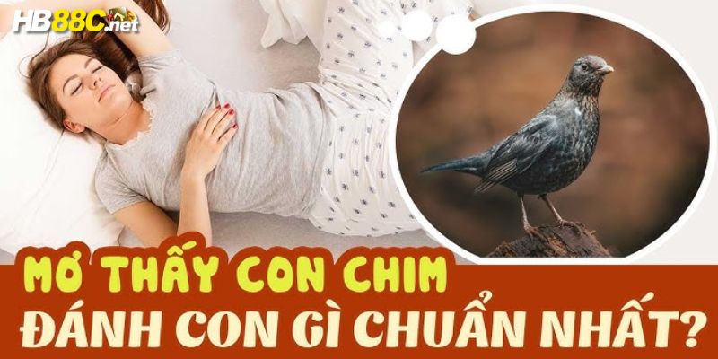 nằm mơ thấy chim đánh số gì hb88