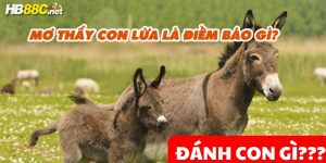 nằm mơ thấy lừa hb88