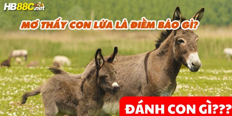 nằm mơ thấy lừa hb88