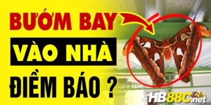 bướm nâu bay vào nhà đánh con gì hb88 thumb