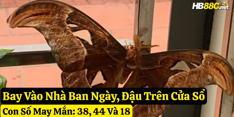 bướm nâu bay vào nhà đánh con gì hb88
