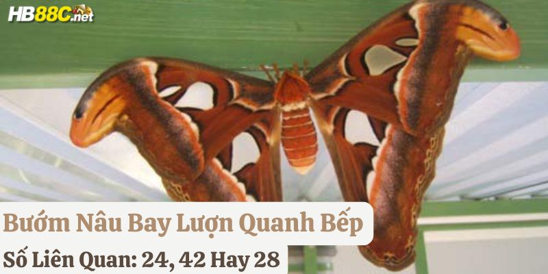 bướm nâu bay vào nhà đánh con gì