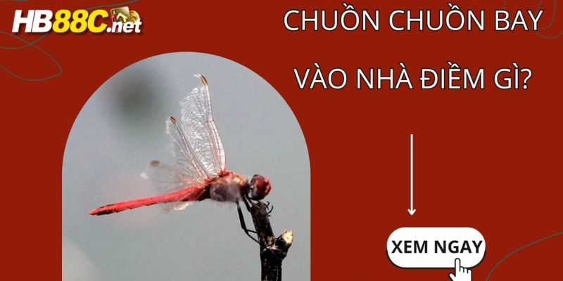 chuồn chuồn bay vào nhà hb88 thumb