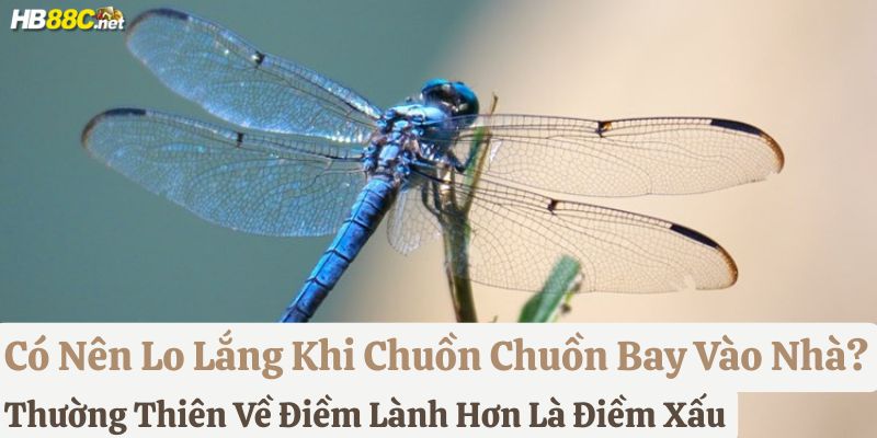 chuồn chuồn bay vào nhà