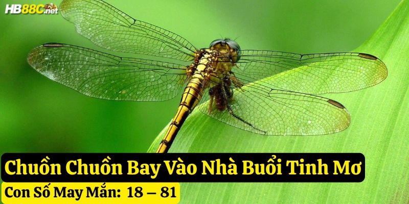 chuồn chuồn bay vào nhà hb88