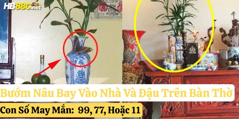 bướm nâu bay vào nhà đánh gì