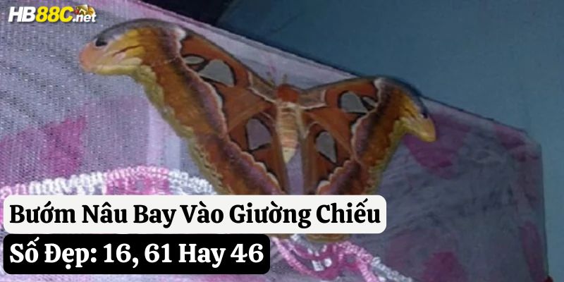 bướm nâu bay vào nhà đánh số gì