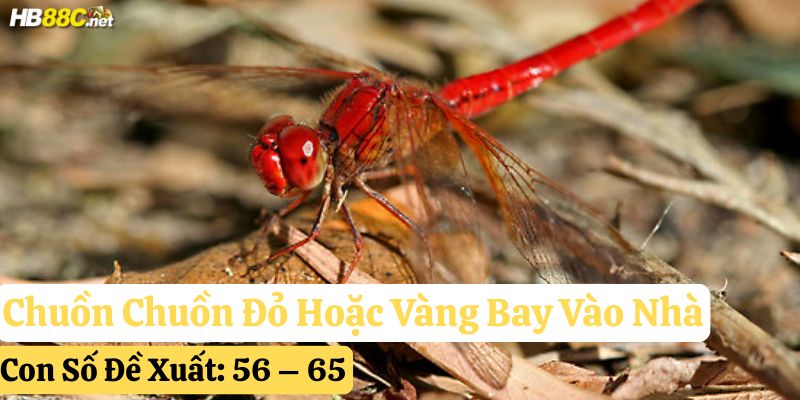thấy chuồn chuồn bay vào nhà