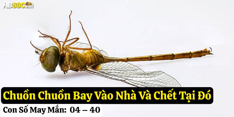 thấy chuồn chuồn bay vào nhà mình
