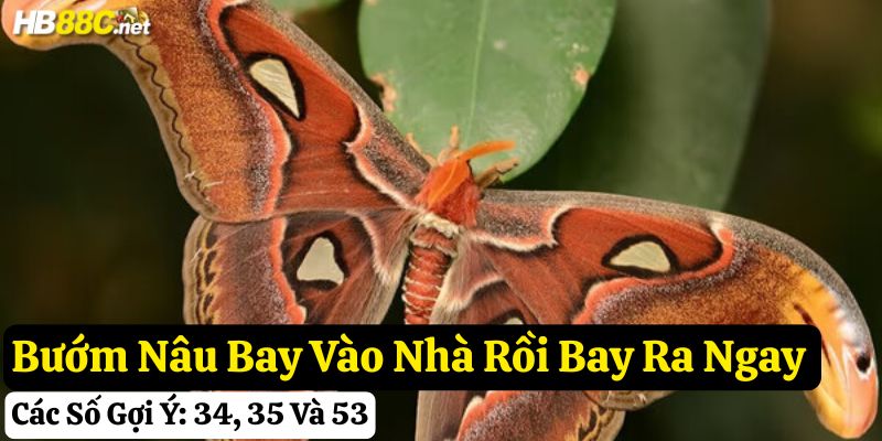 bướm nâu bay vào nhà