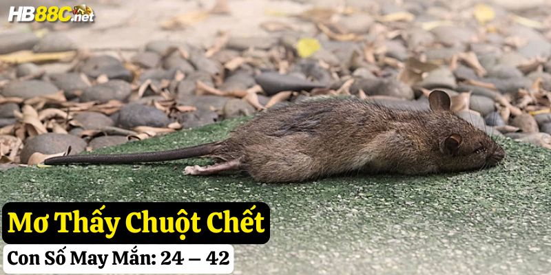 nằm mơ chuột