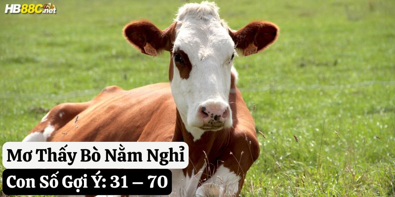mơ thấy bò hb88