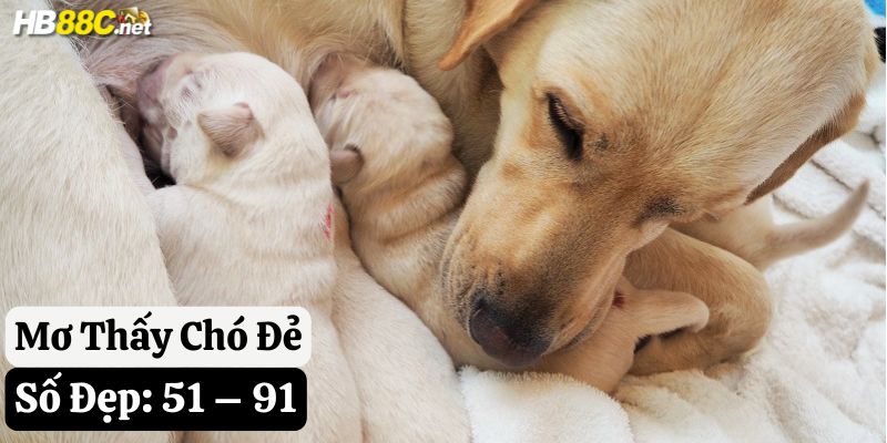 mơ thấy chó đánh số gì