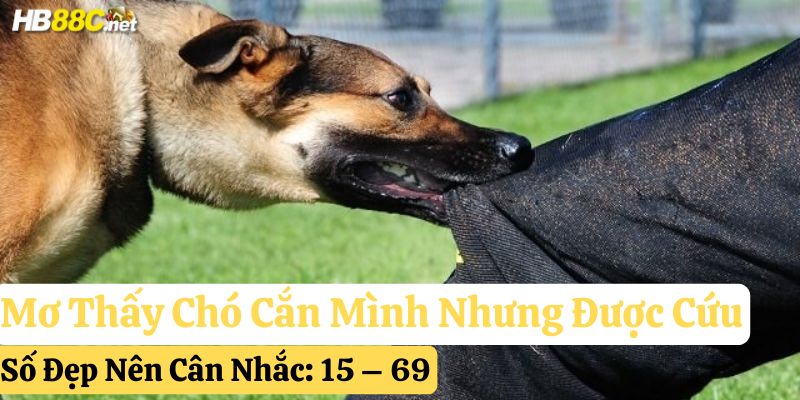nằm mơ chó cắn
