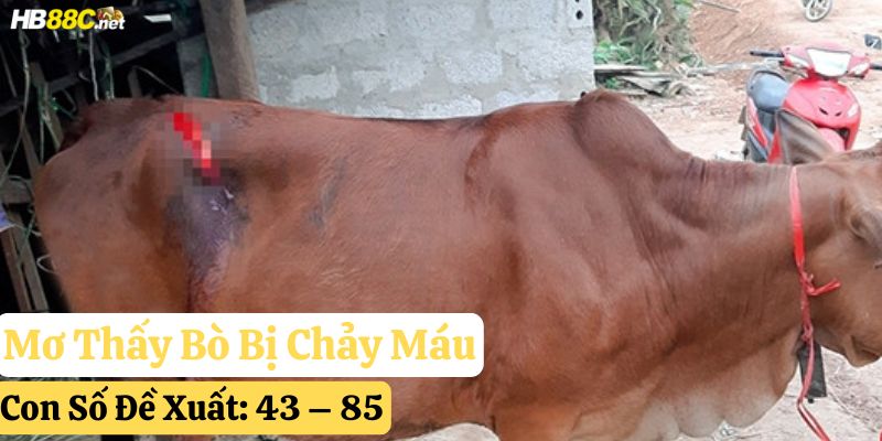 mơ thấy bò
