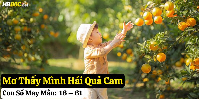 mơ thấy quả cam