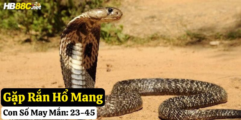 gặp rắn đánh số gì