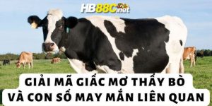 mơ thấy bò hb88 thumb