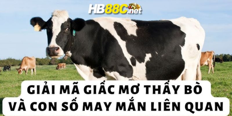 mơ thấy bò hb88 thumb