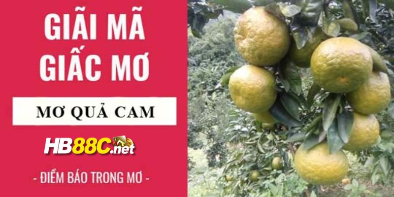 mơ thấy quả cam hb88 thumb