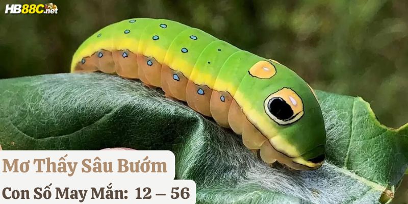 nằm mơ thấy sâu bọ