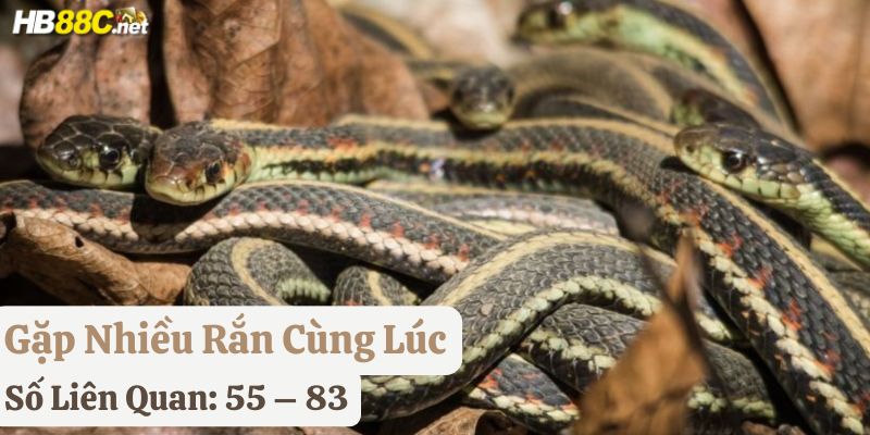 gặp rắn đánh gì