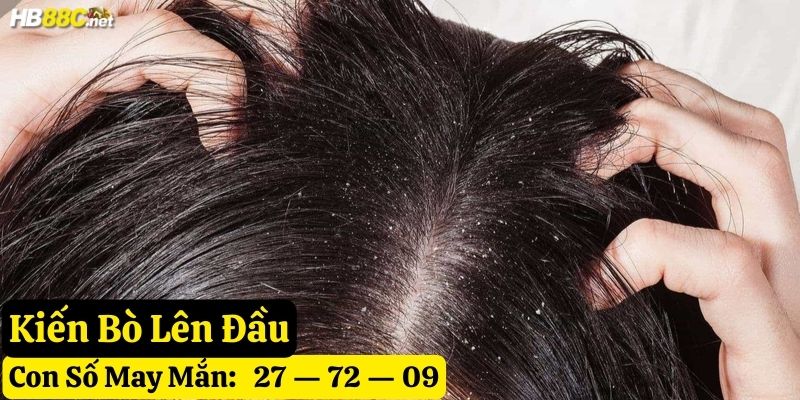 kiến hay bò lên người hb88