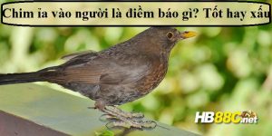 chim ị lên người hb88 thumb