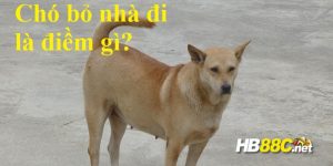 chó bỏ nhà đi hb88 thumb
