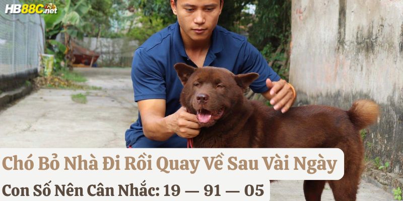 chó bỏ nhà đi