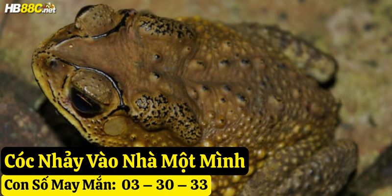 thấy cóc vào nhà