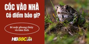 cóc vào nhà hb88 thumb