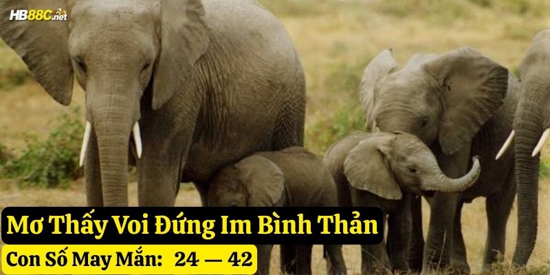 mơ thấy voi hb88