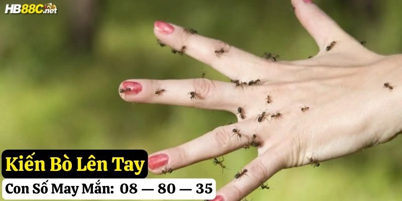 kiến hay bò lên người