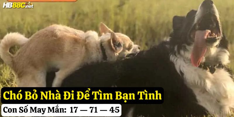 thấy chó rời nhà đi
