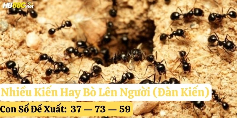 bị kiến hay bò lên người