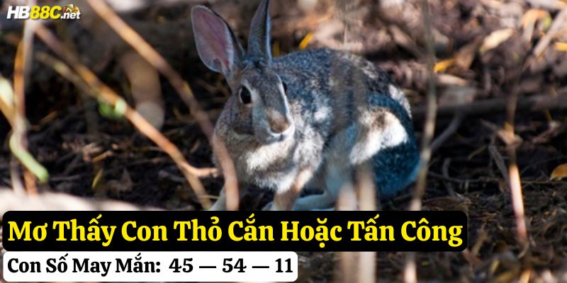 mơ thấy con thỏ hb88