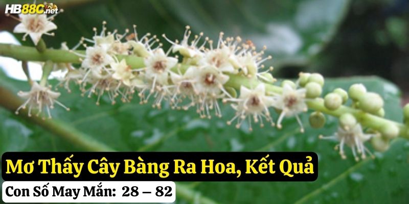 mơ thấy cây bàng hb88