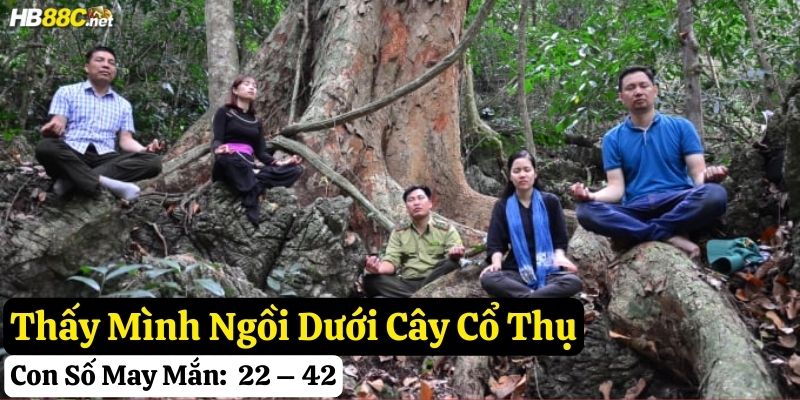 nằm mơ thấy cây cổ thụ hb88