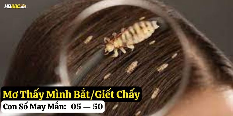 mơ thấy con chấy hb88