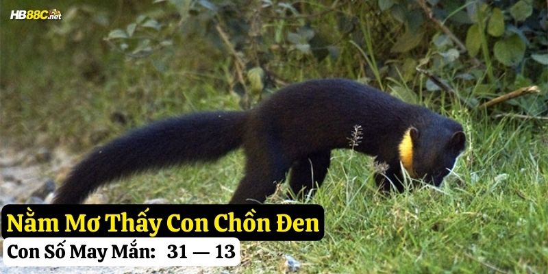 mơ thấy con chồn hb88