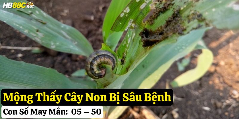 nằm mơ thấy làm vườn hb88