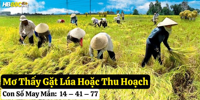 nằm mơ thấy lúa hb88