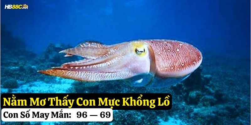 nằm mơ thấy con mực hb88