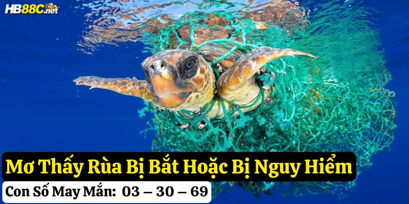 mơ thấy rùa hb88